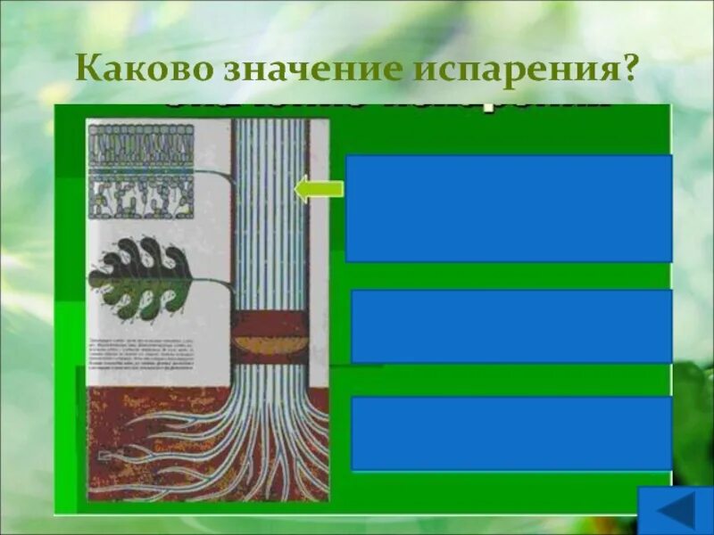 Каково значение испарения?. Каково значение испарения воды листьями?. Значение испарения в биологии. Значение испарения воды.