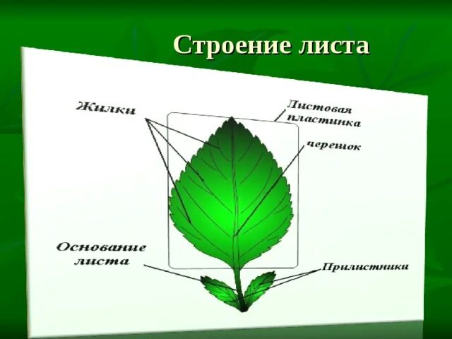 Листьев строение или расположение Внутренне листа