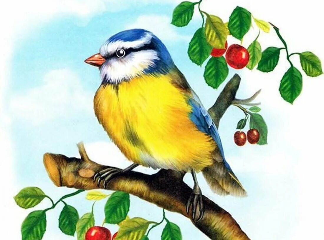 Картинки птичек для детей в детском саду. Синичка Зинька Бианки. Синичка для дошкольников. Птица рисунок. Синица рисунок.