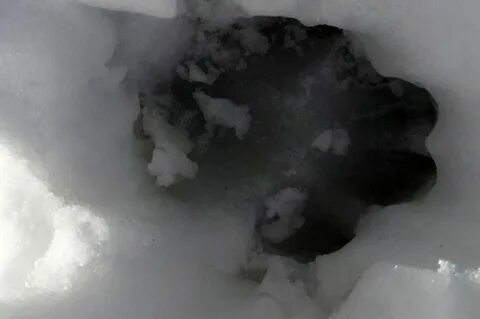 Волки в саратовской