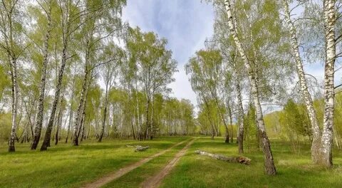 Песня край березовый слушать