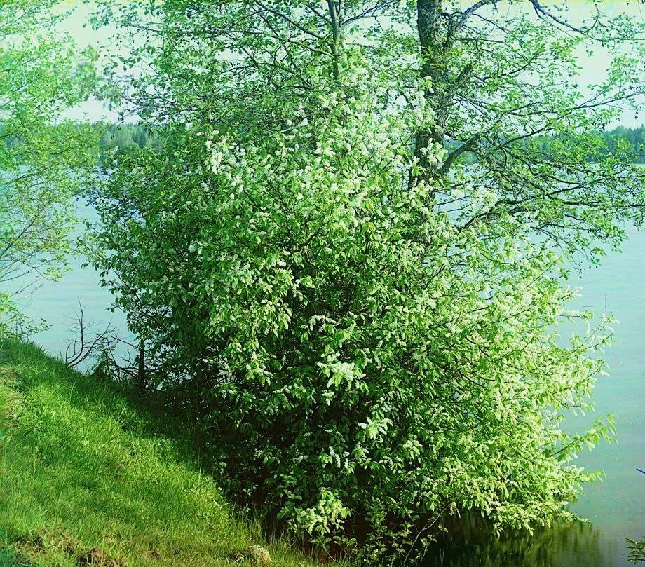 Кустарник растет по берегам рек. Кустарники на берегу реки. куст черемухи в лесу. кустарники в лесу у реки. кустарник на речке.