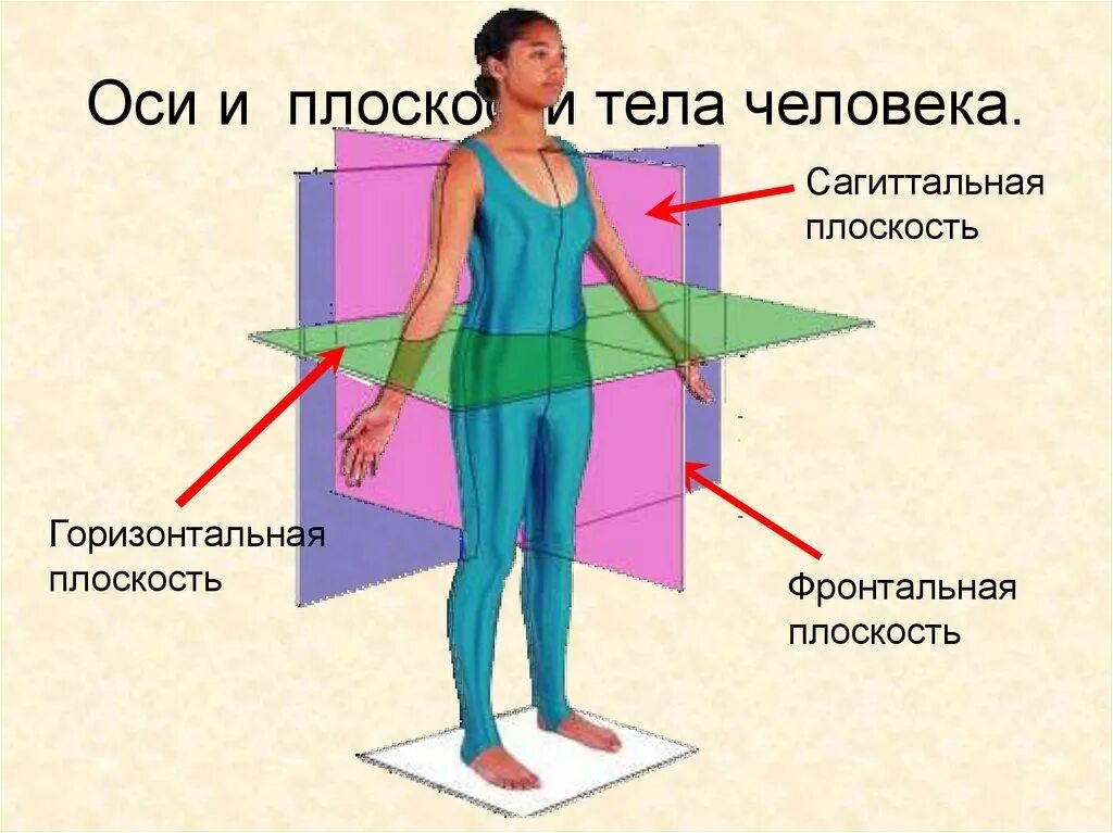 Какие позиции есть у человека. Фронтальная сагиттальная и горизонтальная плоскость. Анатомия плоскости и оси тела. Сагиттальная фронтальная горизонтальная плоскость и оси. Плоскости и оси тела человека в анатомии движение.