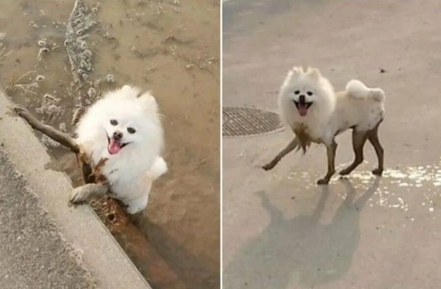 Почему собаки грязные. Грязный белый шпиц. Шпиц в грязи. Смешная белая собака. Шпиц в луже грязи.
