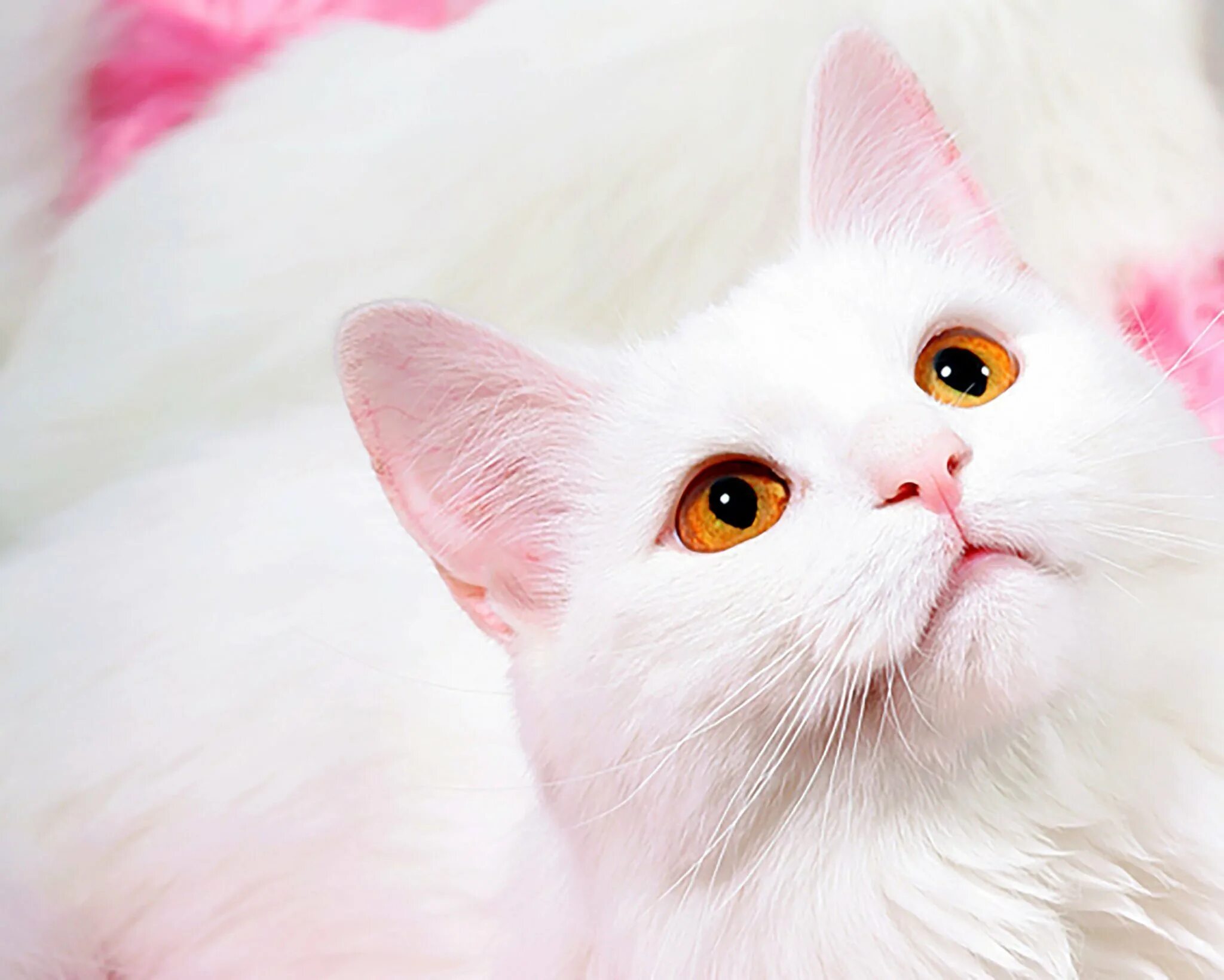 Кошка розового цвета. Розовая кошка. кошки красивые розовые. кошка розового оттенка. белая кошечка с розовым цветом.