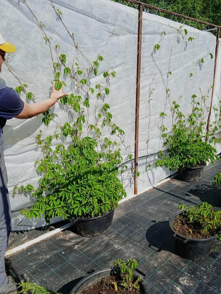 Боровский питомник. Боровском питомник. Совьяки питомник растений. Истринский питомник растений хвойников. Крутовский питомник растений.