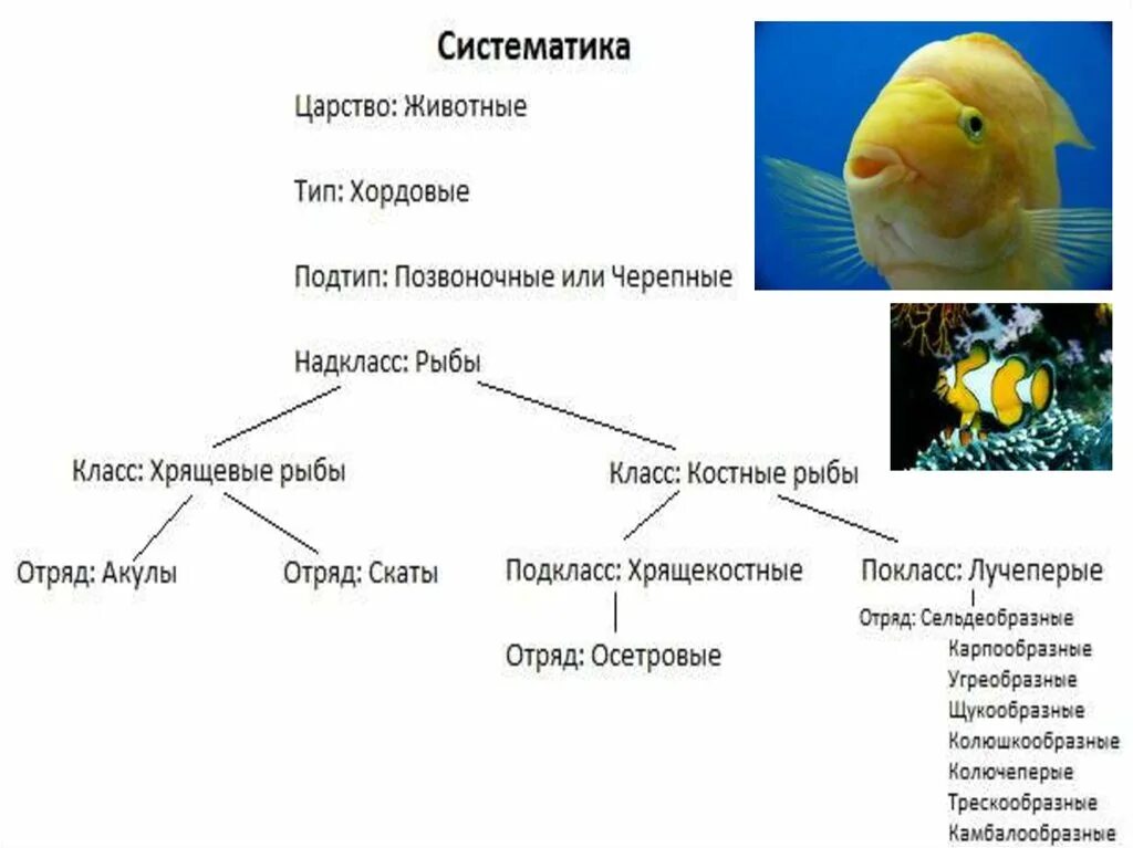 Контрольная работа по рыбам 8 класс биология. Тип Хордовые Надкласс рыбы таблица. Классификация костных рыб схема. Характеристику Тип Хордовые , Надкласс рыбы таблица. Тип Хордовые Надкласс рыбы класс хрящевые рыбы.