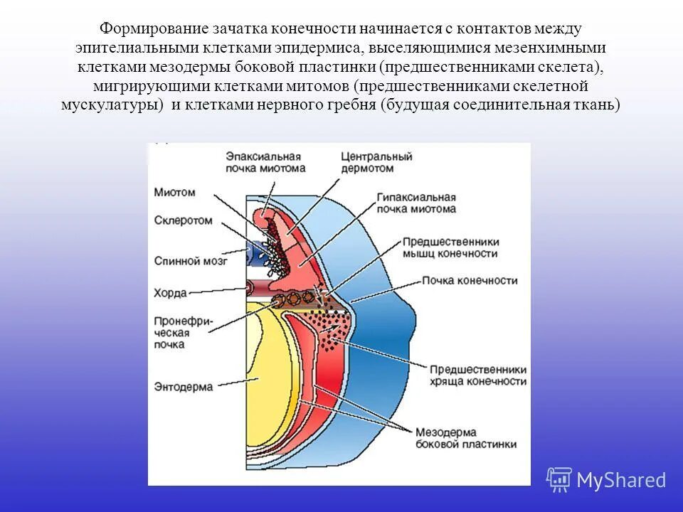 Спинной мозг мезодерма. Эктодерма энтодерма мезодерма бластула гаструла. Спинной мозг мезодерма. Зародышевый лист и органы таблица. Спинной мозг мезодерма.