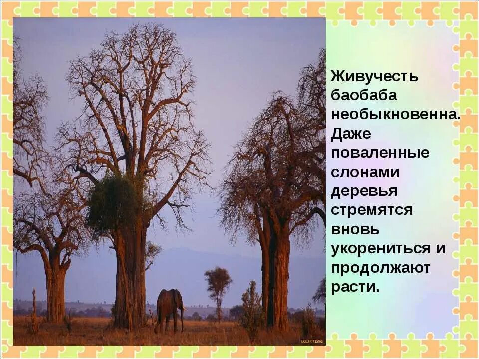 Для какой природной зоны характерно дерево баобаб. Продолжительность жизни деревьев баобаб. Баобаб жизненная форма. Растение баобаб жизненная форма. Баобаб энциклопедия.