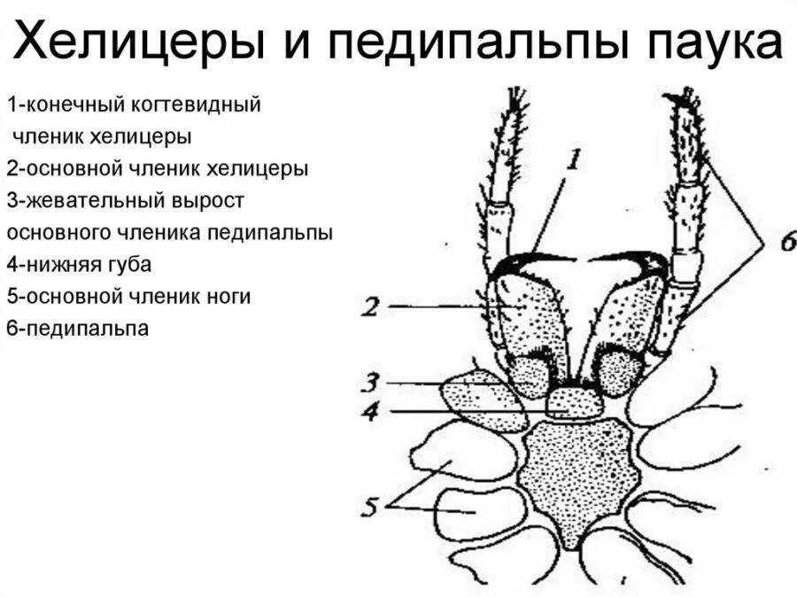 Паукообразные пар ног