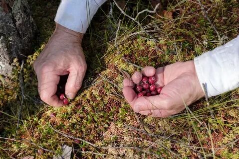Способы сбора клюквы