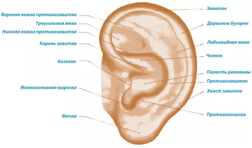 Ушная раковина ушная раковина. Козелок противокозелок. Анатомия ушной раковины человека. Схема строения уха ушной раковины.