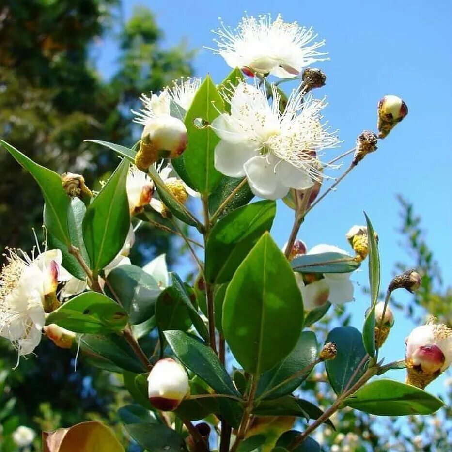 мирт где растет. дерево мирт. Myrtus communis цветок. мирт цветок. мирт коммунис цветет.