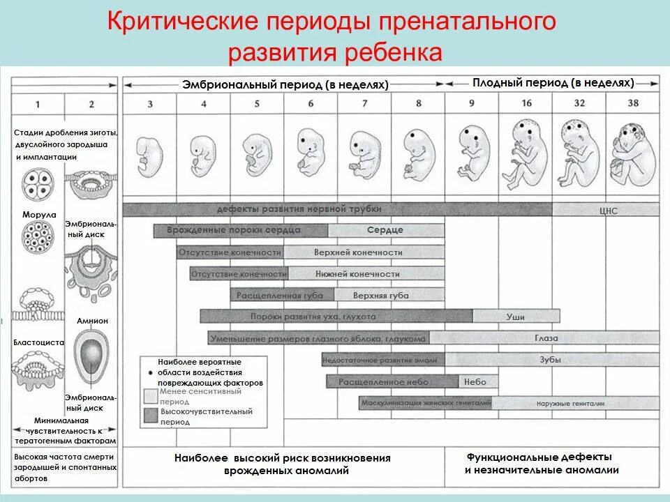 В каком периоде развития программ. Критические этапы внутриутробного развития. критические периоды пренатального развития. критические периоды развития плода таблица. пороки плода развития плода критические периоды развития эмбриона.