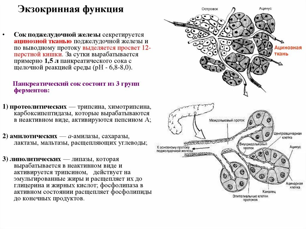 Клетки экзокринной части поджелудочной железы. Экзокринная функция поджелудочной железы. Экзокринная и эндокринная функция поджелудочной железы. Панкреатический ацинус функции. Экзокринные железы выводные протоки