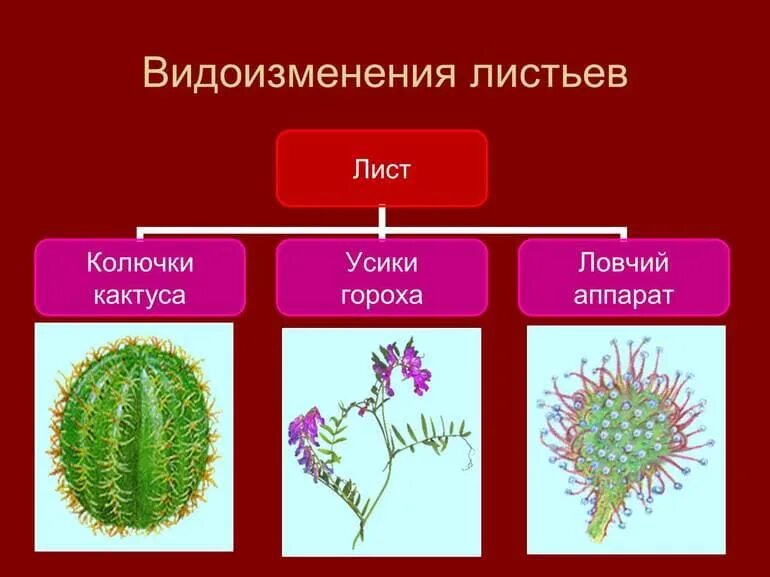 Какие виды изменения. Видоизменённые листья 6 класс биология. видоизменение листа 6 класс биология. видоизменения (метаморфозы) листа. видоизменения листьев насекомоядных растений.