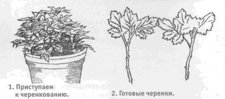 Укоренить черенки хризантем. Хризантема мультифлора прищипка. Черенкование мультифлоры хризантемы. Хризантема укоренение черенков. Хризантема домашняя размножение