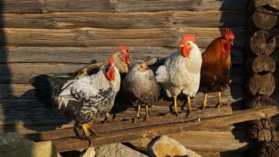 Коричневый петух. Курица и петух. Два петуха и курица. Домашняя птица. Два петуха и курица.