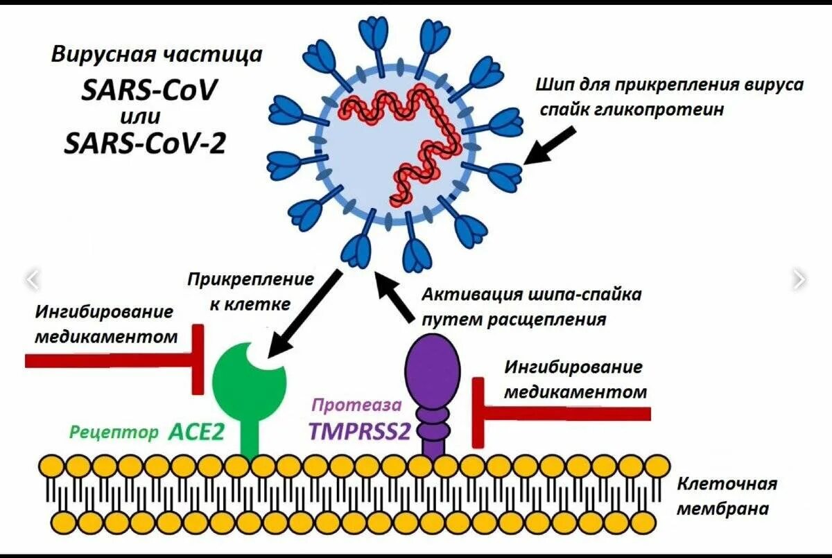 Антиген коронавирус sars cov 2. Коронавирус строение вируса. Схема вируса коронавируса. Механизм проникновения вируса ВИЧ В клетку. Механизм действия коронавируса схема.