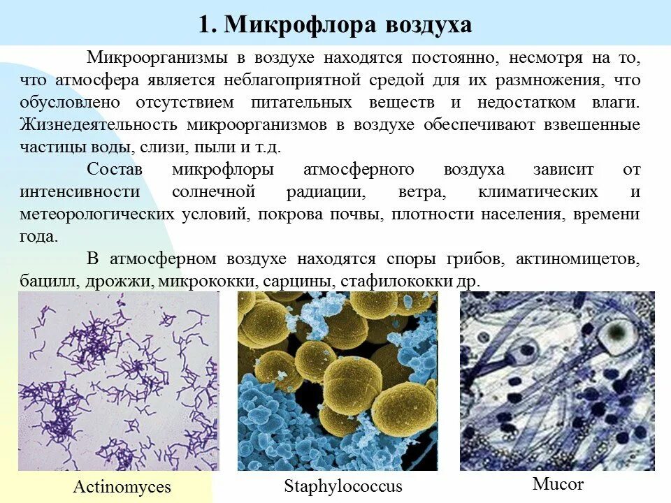 Состояние микрофлоры. Состав микрофлоры воздуха микробиология. Представители микрофлоры воздуха. Патогенная микрофлора воздуха. Микроорганизмы и бактерии в воздухе.