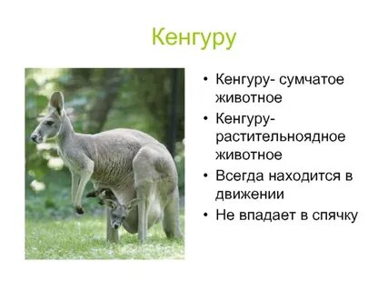 Слово кенгуру относится к