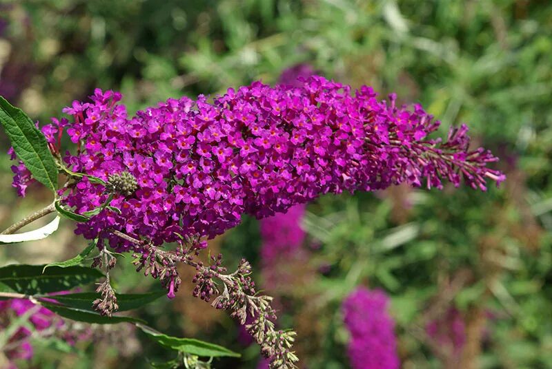 Буддлея саженцы. Буддлея Давида Buddleja davidii nanho Purple. Буддлея nanho Purple. Buddleja davidii nanho Purple. Буддлея Давида нано Пурпл.