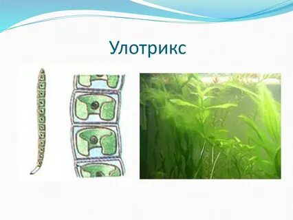 Зеленые водоросли спирогира и улотрикс