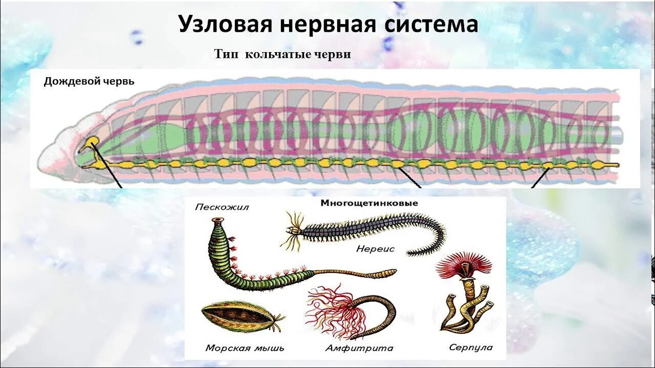 Диффузная нервная система характерна для животных типа. Типы нервной системы Узловая трубчатая. Типы нервной системы у животных ЕГЭ биология. Типы нервной системы у животных 7 класс биология. Узловая нервная система животных.