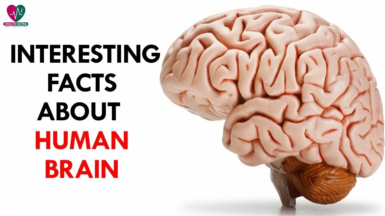 Facts about the Human Brain. Interesting facts about Human Brain. Interesting facts Brain.