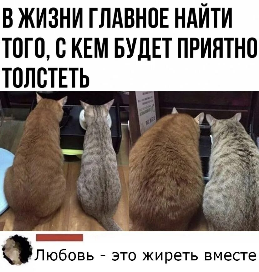 Самое главное в жизни это работа. Толстеем вместе. главное в жизни. любовь это толстеть вместе. жиреть вместе.