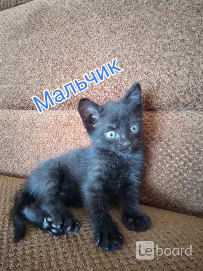 Котята в добрые в старом осколе. Котенка девочку котенка старого оскола в добрые руки. Котята в старом осколе. Кошка. Котята в добрые в старом осколе.