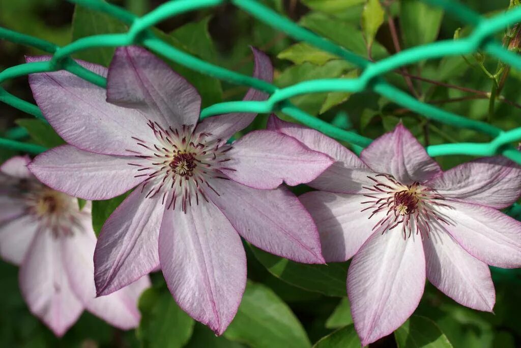 Клематис омоширо фото и описание сорта отзывы Omoshiro Clematis, Large flowers, Flowers