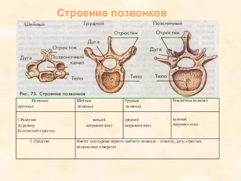 Сходство отделов позвоночника. Грудной отдел особенности строения позвонков таблица. Особенности строения позвонков шейного отдела таблица. Строение позвонков разных отделов позвоночника. Поясничный позвонок анатомия отличия.