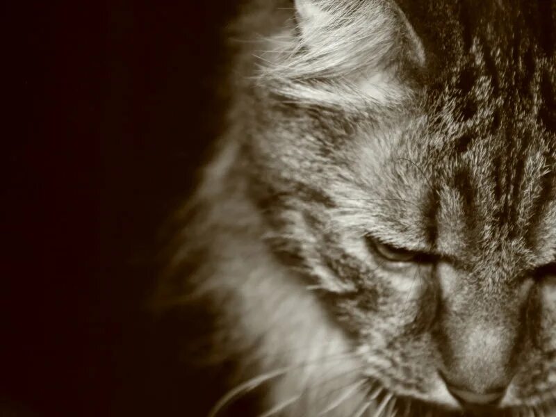 Кот грустит. Грустные коты. Грустный кот картинки. Печаль коты.