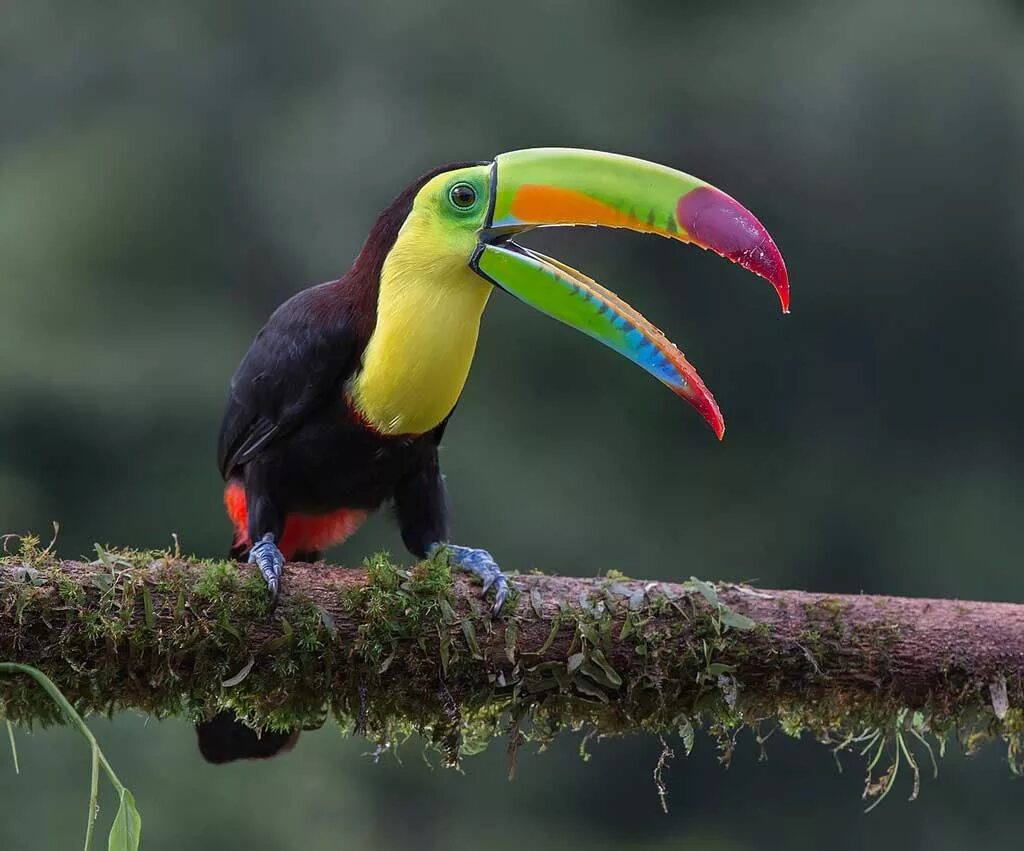 желтоклювый тукан. лимонногорлый тукан. природа южной америки животные. коричневоспинный тукан. природа южной америки животные.