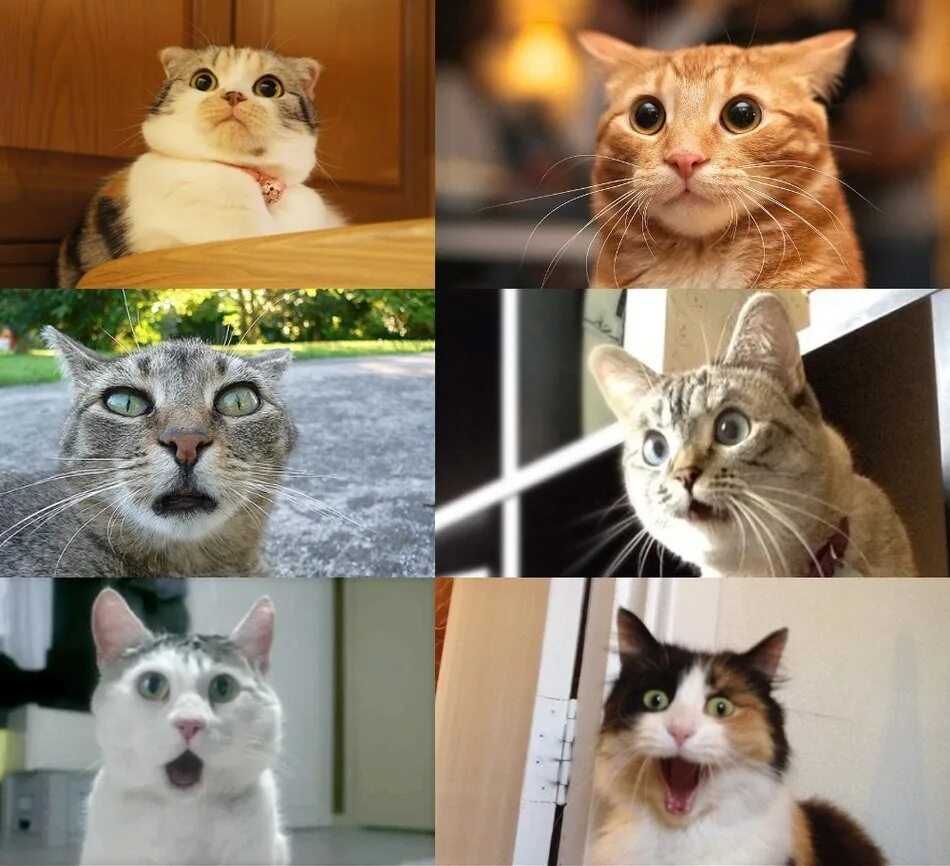 Включи видео где котик. Кот в шоке. Удивленный кот. Кот в шоке Мем. Коты мемы.