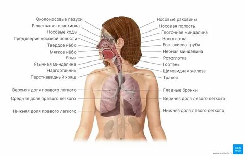 Органы дыхания в голове