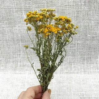 Пижма полынь