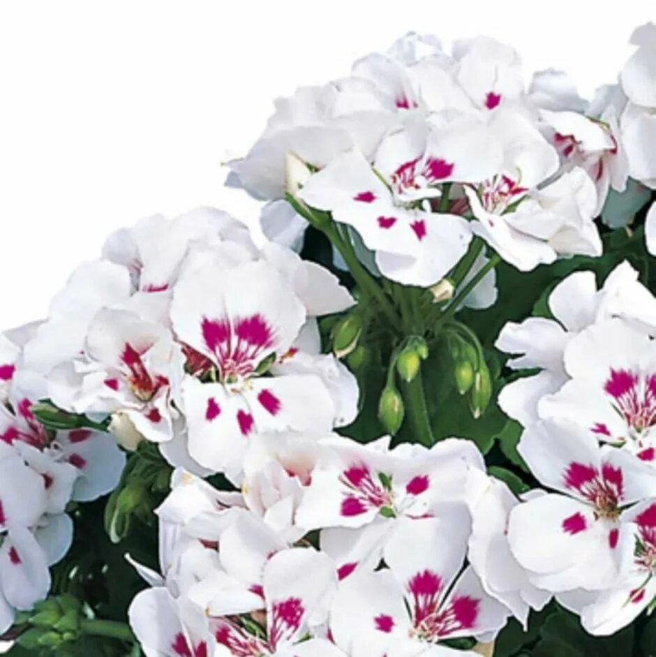 Пеларгония биг изи ред. Пеларгония ат андромеда. Chelsea star пеларгония. Пеларгония ат андромеда. Пеларгония дансер йорк.