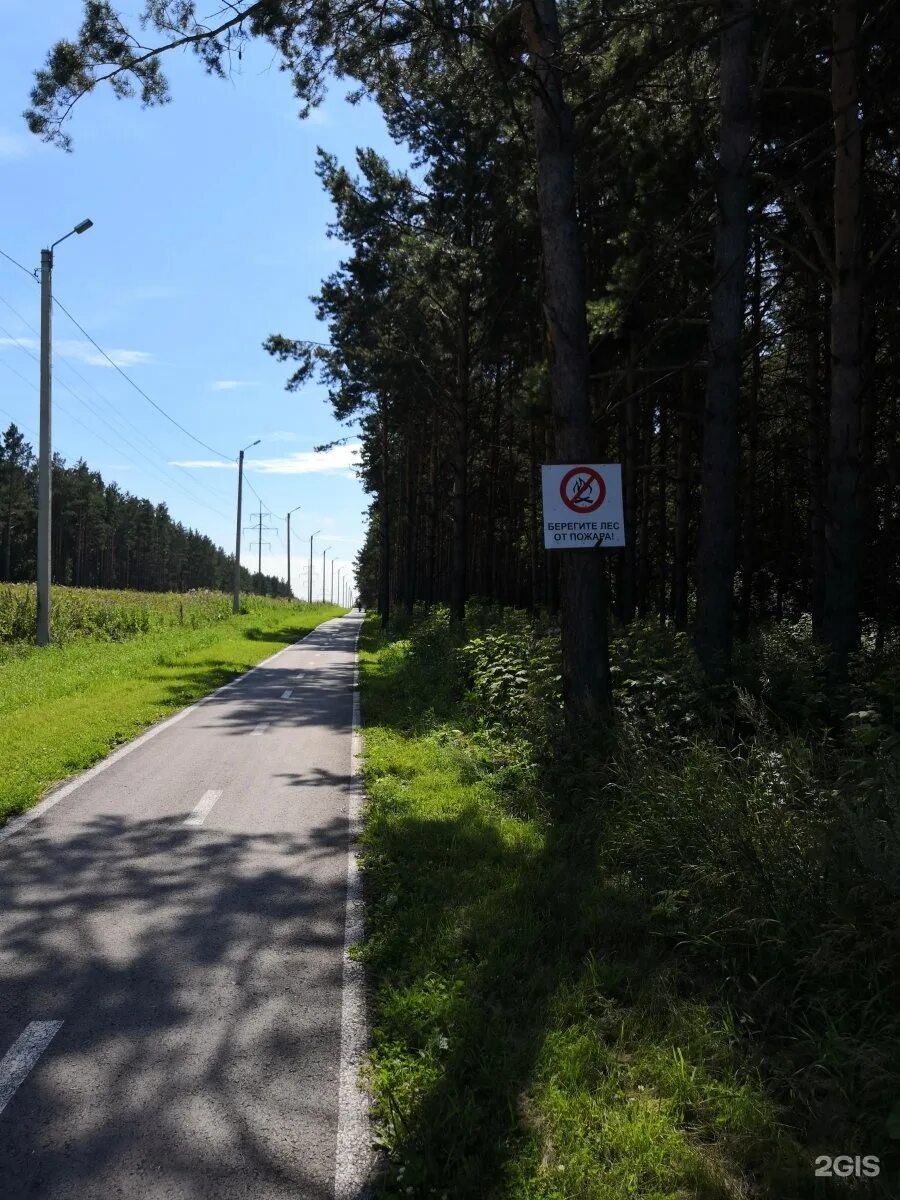 Пешеходная дорожка в сосновом бору. Лесной городок Ленинск-Кузнецкий Фотопланета