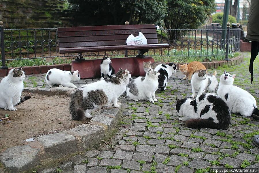 Парк котов. Кошачий парк в Турции. Стамбул парк кошек. Кошачий парк Нишанташи Стамбул. Кошачий парк в Алании.