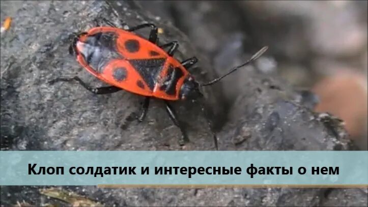 Тип питания клопа солдатика