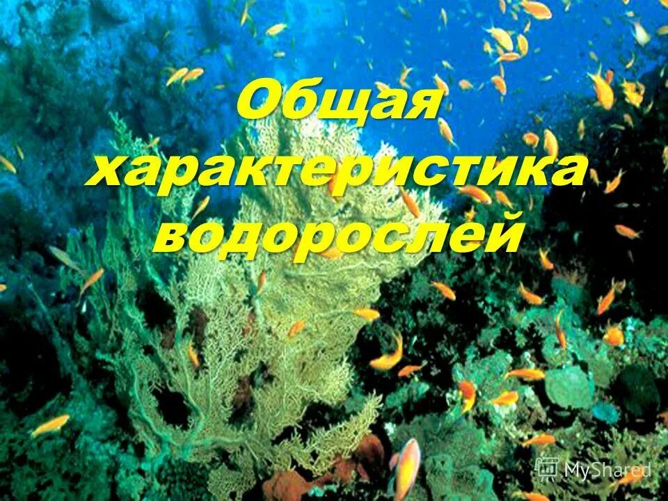 4 отдела водорослей. Водоросли самые древние растения на земле. План водоросли. Водоросли самое древнее растение. Водоросли 2 класс.