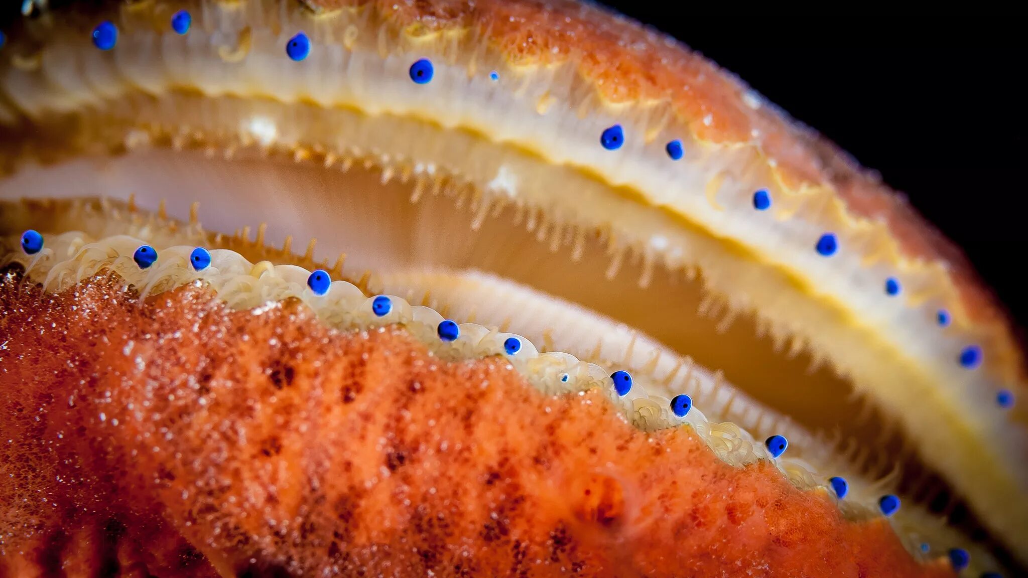 длинноиглая рыба-ёж. рыбы в водорослях. рыбка с выпуклыми глазами. Euprymna berryi. тетрадон улыбается.