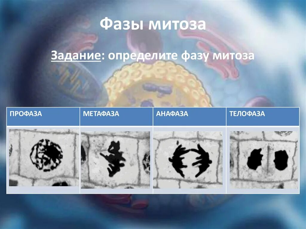 Определить фазы митоза. Фазы митоза реальные фото. фазы митоза под микроскопом задание определить фазу. отличить фаз кт.