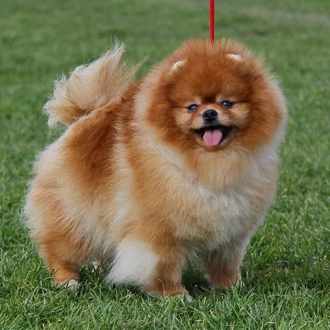 шпиц красноярск. шпиц медвежонок. шпиц красноярск. шпиц красноярск. город красноярск шпицы.