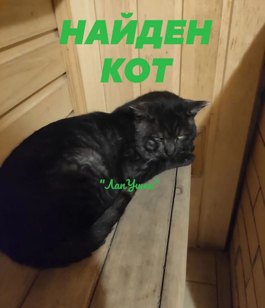 Кот красноярска. Найден кот красноярск. Объявления в красноярске найдена кошка. Найден кот красноярск. Кот красноярска.