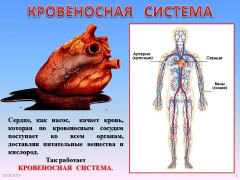 Кровеносная система 4 класс окружающий