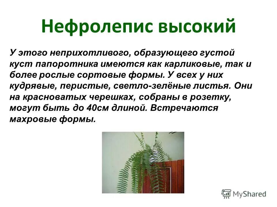 Неприхотливость это. Родина папоротника комнатного растения. Папоротник Родина растения. Папоротник Родина растения 2 класс окружающий мир. Куст папоротника с красными цветами типа конуса.