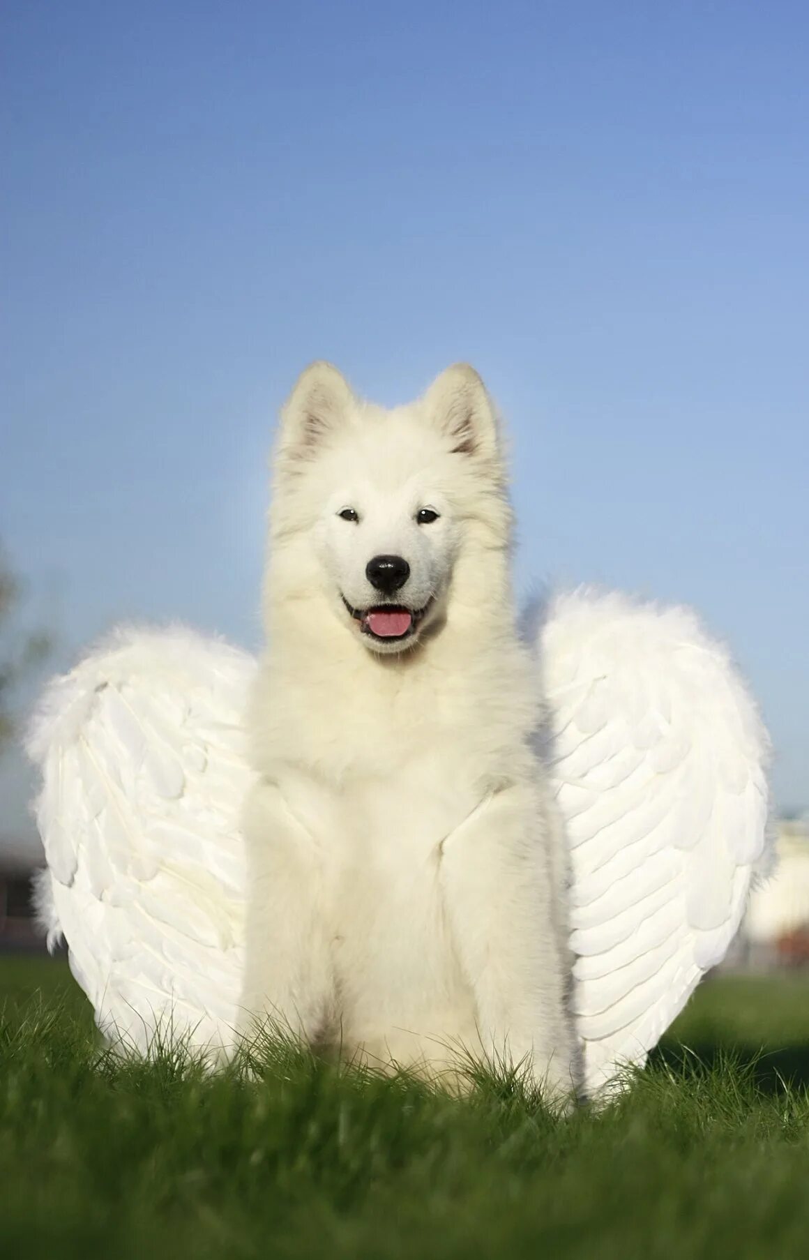 Маленький белый котик. Белый пушистый котенок. Антицарапки для кошек. Включи белая. Белые коты.